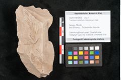 Foto (Objekt + Etikett) von Taxodium distichum miocenicum Heer (NHMW-GEO-2024-0188-6423)